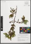 Foto von Salix reinii Franch. & Sav. ex Seemen